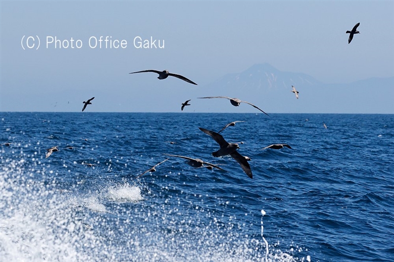 East Hokkaido Wildlife Photography Tour in Early Summer (Part 2)