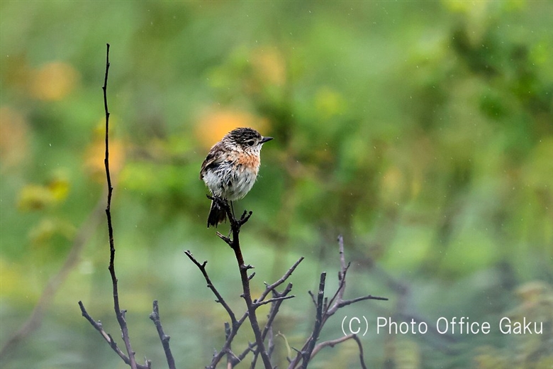 Siberian Stonechat