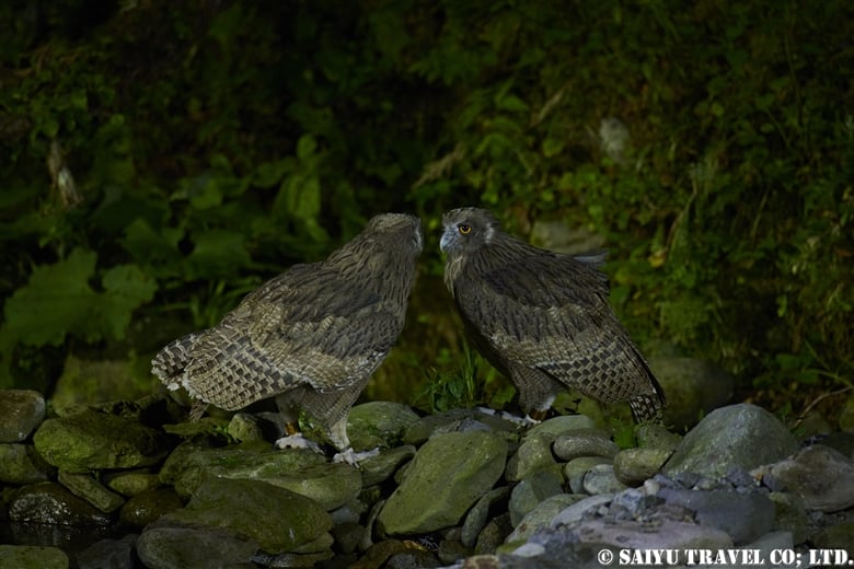 Raising The Next Generation of Blakiston’s Fish Owl; Observed in Rausu