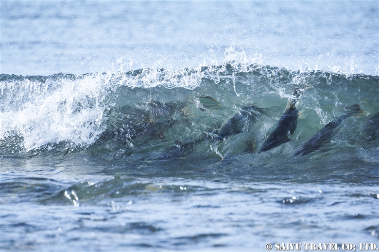 Brown Bears Awaiting The Salmon Run On Shiretoko Peninsula