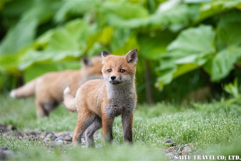 Shiretoko Peninsula: Red Foxes Born at the Fisherman’s Hut (Banya)