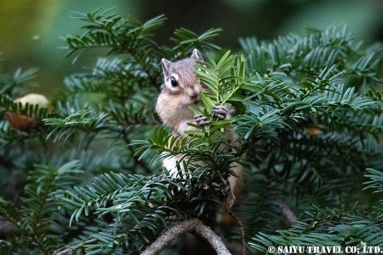 Ezo Chipmunks Preparing for Winter