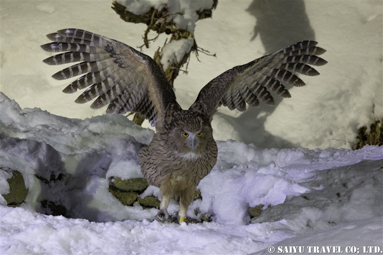 Wildlife Sightings for January in Eastern Hokkaido