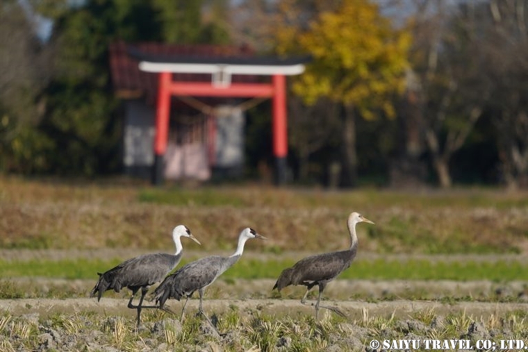 Japan’s Largest Crane Migration Site – from the Ariake Sea to Izumi  (1)