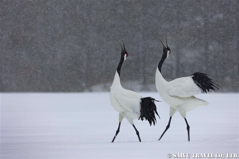 ＜Red-crowned Crane> Report for FEB, 2023 Eastern Hokkaido Wildlife Tour in the Winter