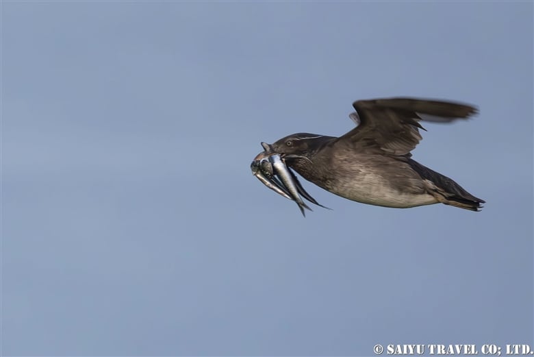 The key highlights for three most popular sea birds on Teuri Island (Spectacled Guillemot, Common Guillemot and Rhinoceros Guillemot)