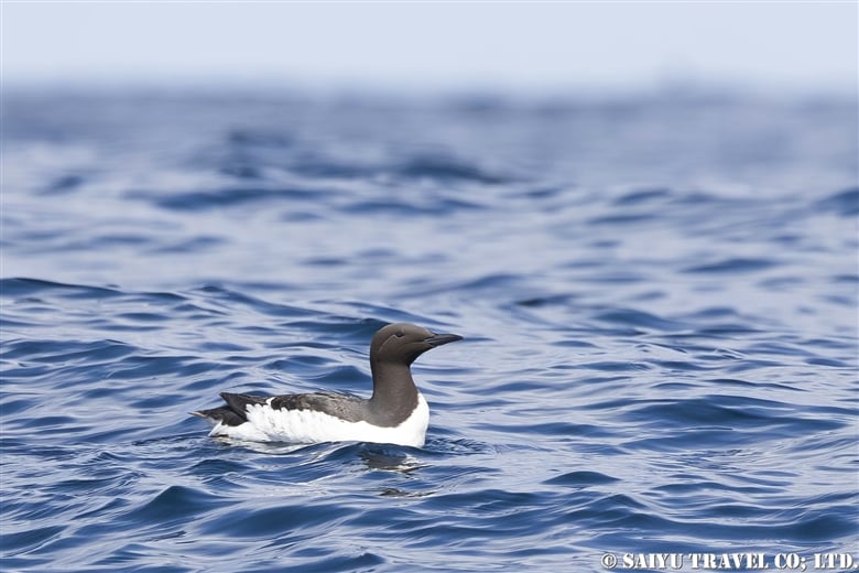 Common Guillemot observation update 2023