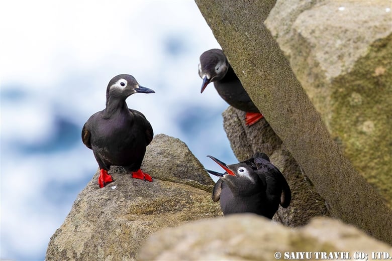 Seabirds breeding on Teuri Island (Hokkaido)