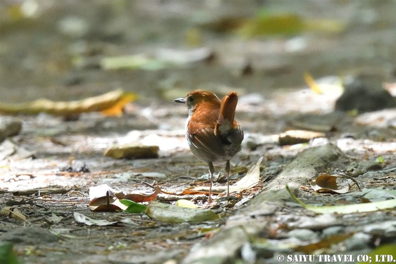 - Robin family - Wildlife of Japan｜Saiyu Travel