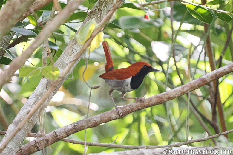 - Robin family - Wildlife of Japan｜Saiyu Travel