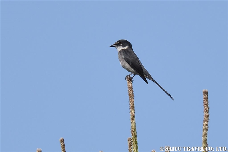 Ryukyu Robin of Okinawa and Amami Oshima - Wildlife of Japan