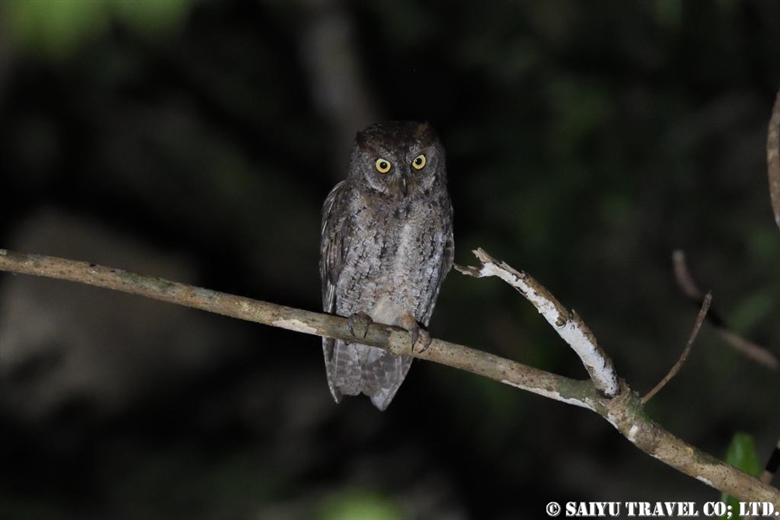 Ryukyu Robin of Okinawa and Amami Oshima - Wildlife of Japan