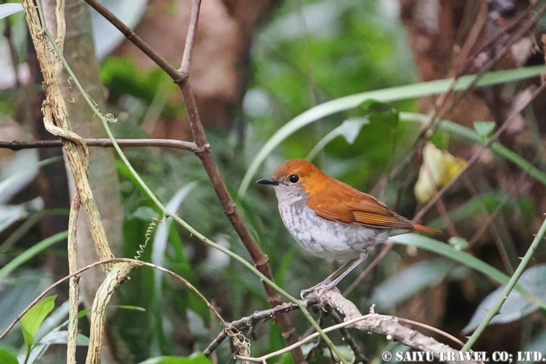 - Robin family - Wildlife of Japan｜Saiyu Travel
