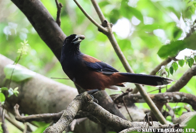 Ryukyu Robin of Okinawa and Amami Oshima - Wildlife of Japan