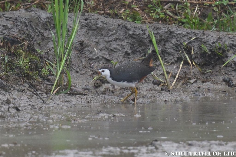 Ryukyu Robin of Okinawa and Amami Oshima - Wildlife of Japan
