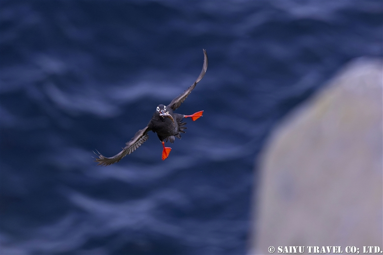 The Spectacled Guillemot : A Timeless Favorite among Teuri Island’s Seabirds