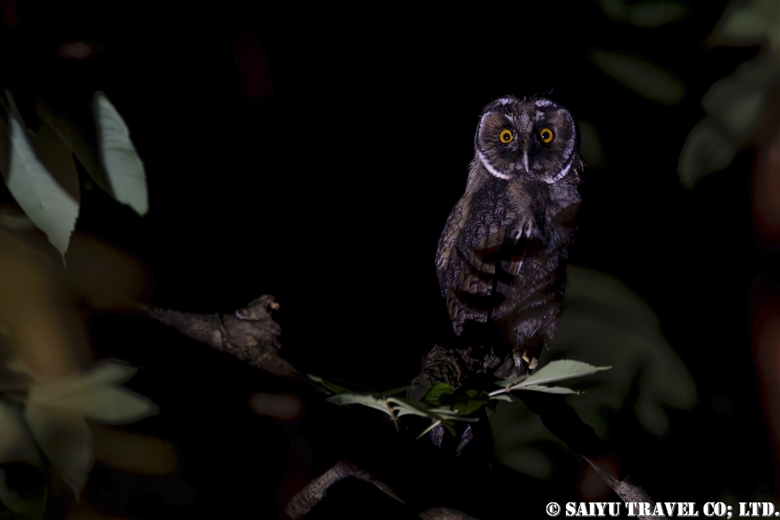 The Nocturnal Creatures of Teuri Island (Hokkaido）