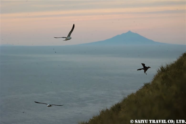 Reasons Why Teuri Island Became a Sanctuary for Seabirds