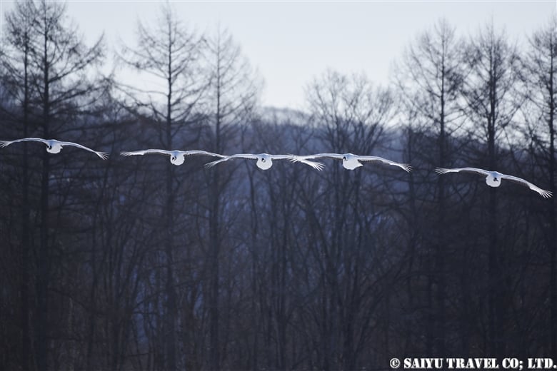 Birds of Eastern Hokkaido in Winter