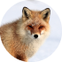 Ezo red fox