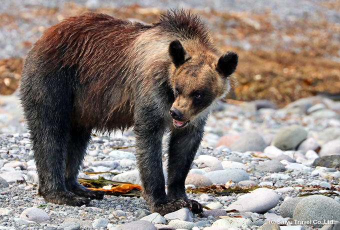 Shiretoko Wildlife Encounters｜saiyu Travel 