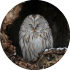 Hokkaido Ural Owl