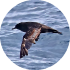 shorttailed shearwater