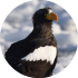 Stellers Sea Eagle