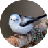 longtailedtit