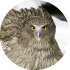 Blakiston's Fish Owl