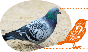 バードウォッチング 野鳥観察ツアー特集 西遊旅行