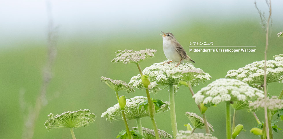 シマセンニュウ