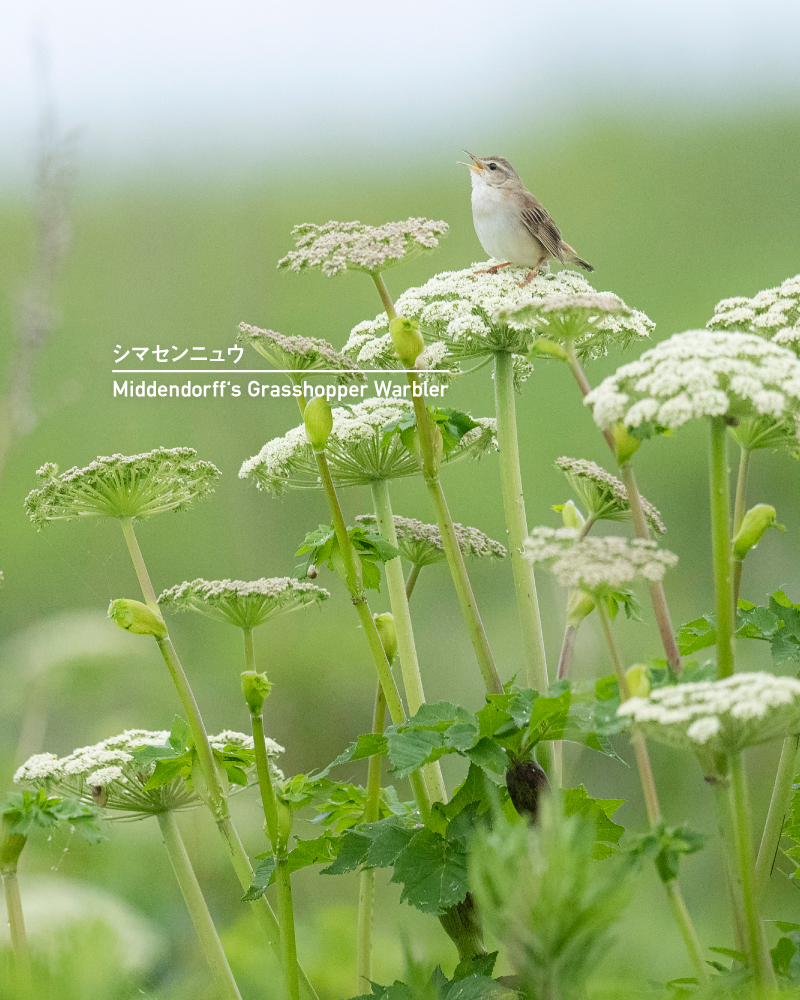 シマセンニュウ