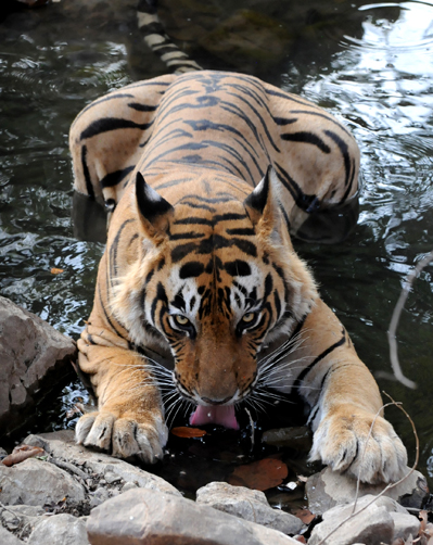 美しきインドの森へ 野生動物 西遊旅行