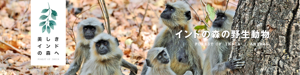 インドの森の野生動物