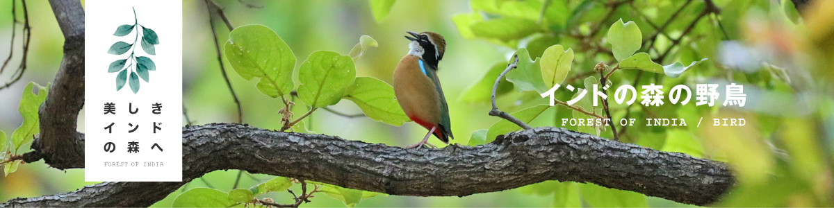 インドの森の野鳥