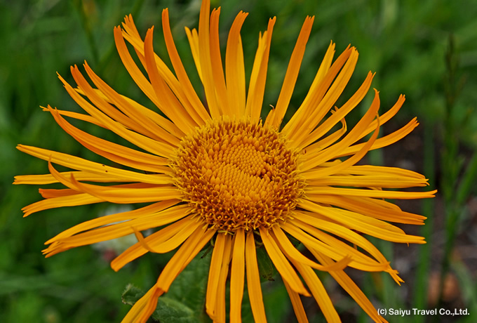 ユニフローラ・カルセオラリア