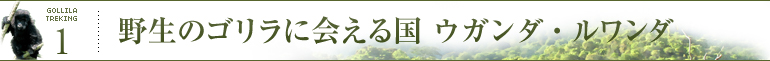 野生のゴリラに会える国ルワンダ