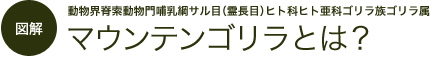 図解　マウンテンゴリラとは？