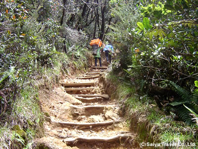 整備された登山道を登りはじめます