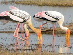 インドトキコウ Painted Stork 