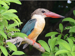 コウハシショウビン Stork-billed Kingfisher