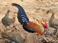 セイロンヤケイ Sri Lanka Jungle Fowl