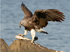 ウオクイワシ Grey-Headed Fish Eagle