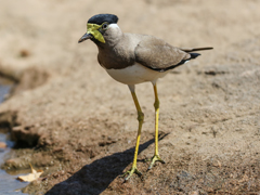 キトサカゲリ Yellow-wattled Lapwing