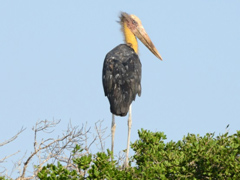 コハゲコウ Lesser adjutant