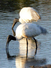 クロトキ<br />
Black headed ibis