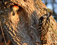 ベンガルアカゲラ<br />
Yellow-crowned Woodpecker