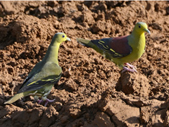 スリランカアオバト Sri Lanka Green Pigeon