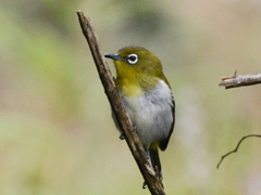 セイロンメジロ 
Sri Lanka white Eye